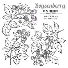 Boysenberry Vector Set