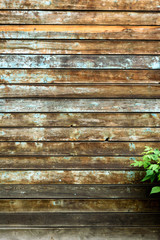 Wall Mural - Spring green grass over wood fence background