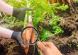The food scientist checks the carrot for chemicals and pesticides. Growing organic vegetables. Eco-friendly products. Pomology. Agriculture and farming. GMO test. Study quality of soil and crop.
