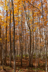 Wall Mural - Colorful trees in forest. Autumn foliage scenery view, full of magnificent colours in red, orange, and golden colors foliage