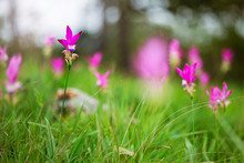 Pink Flowers Siam Tulip.beautiful Field Of Flower In National Park.