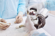 The Vet Examines The Teeth Of The Cat. Tooth Stone In Domestic Animals