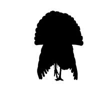 Graphical Silhouette Of Turkey Isolated On Black Background,vector Illustration