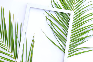 Wall Mural - Tropical light background with frame and palm branches.