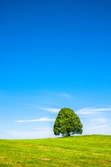 Wall Mural - tree at a field