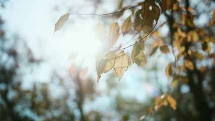 Slowmotion. Close up shot on the automn leaves on the tree