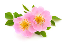 The Flowers Of Wild Rose Isolated.