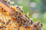 Fototapeta Kwiaty - honey bees on honeycomb in apiary in summertime 