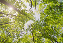 Looking Up Sunny Forest With Sunlight. Trees With Green Leaves. Bottom View Background.