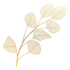 Wall Mural - branch with leaves eucalyptus. vector illustration.
