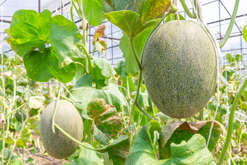 Wall Mural - Closeup fresh and ripe Cantaloupe (Cucumis Melo L. var. Cantaloupensis) on the ivy plants for harvesting in the greenhouse