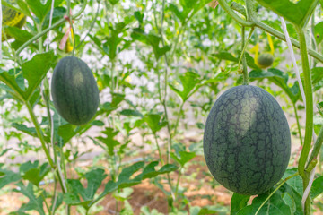 Wall Mural - Fresh green baby watermelon fruits are growing and hanging on the vine in the organic fruit garden