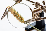 Fototapeta  - Concept of research or control of agribusiness and food industry.  Ear of wheat viewed through a magnifying glass close-up.