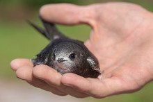 The Man Hand Holds The Swifts Found In Order To Let Go, Close Up. Newborn Swift In Human Arms . Care Of A Small Bird That Fell Out Of The Nest. Wildlife Conservation