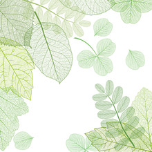 Beautiful Background With Green Leaves . Vector Illustration. EPS 10