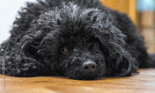 black fluffy poodle
