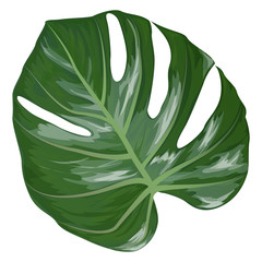 Wall Mural - Tropical leaf palm isolated. Watercolor. Vector illustration. EPS 10