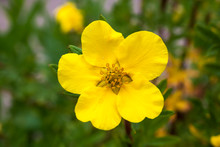 Potentilla 'Goldfinger' A Yellow Flowered Plant Known As Cinquefoil