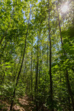 Fototapeta Perspektywa 3d - panoramic tour at the top of the Grand Wintersberg, in the Vosges