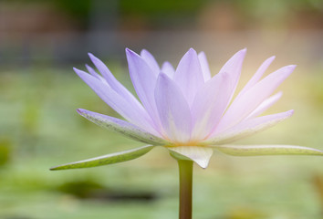 Wall Mural - Purple Lotus flowers bloom beautifully in the pool in the Sun in morning sun slowly so soft..