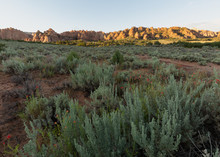 Sagebrush And Indian Paintbrush Flowers Grow In Front Of Sandstone Towers And Ridges In The Desert Of The American Southwest.