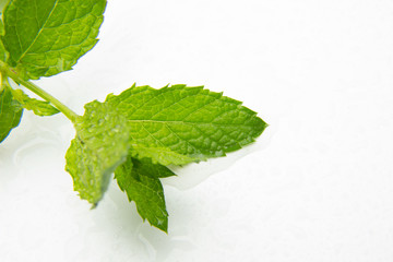 Hojas de menta sobre fondo blanco