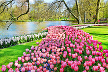 Keukenhof Park Of Flowers And Tulips In The Netherlands. Beautiful Outdoor Scenery In Holland