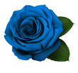 Realistic blue rose, Queen of beauty.
