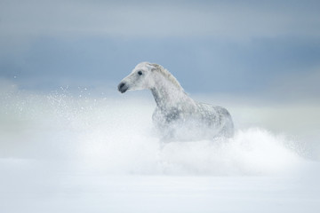 Wall Mural - grey horse in snowdrift behind the winter field