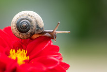 Snail On Flower