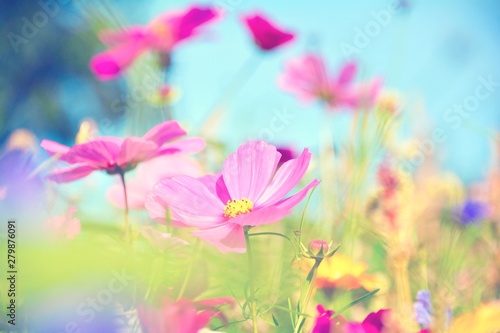 Blumenwiese - Hintergrund Blumen Wiese Wildblumen