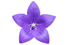 Platycodon Grandiflorus Violet Flower Isolated On White
