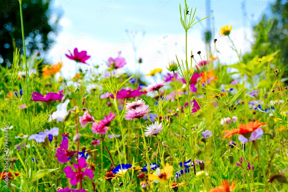 Blumenwiese - Hintergrund Blumen Wiese Wildblumen - obrazy, fototapety, plakaty 