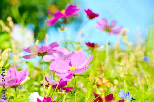 Blumenwiese - Hintergrund Blumen Wiese Wildblumen
