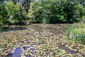 Plants Grace the Pond.