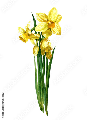 Watercolor yellow narcissus bouquet on a white background illustration Tableau sur Toile
