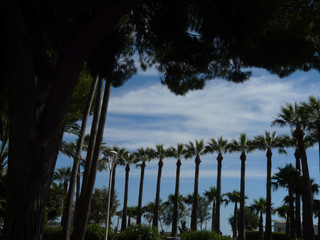 palm trees in Cannes in summer