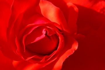 rote Rose