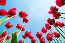Looking Up At Tulip Blossoms Against Blue Sunny Sky, Ursem, North Holland, Netherlands