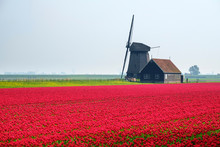 Windmill And Red Tulip Fields In Spring Near Village Of Schermerhorn, North Holland, Netherlands