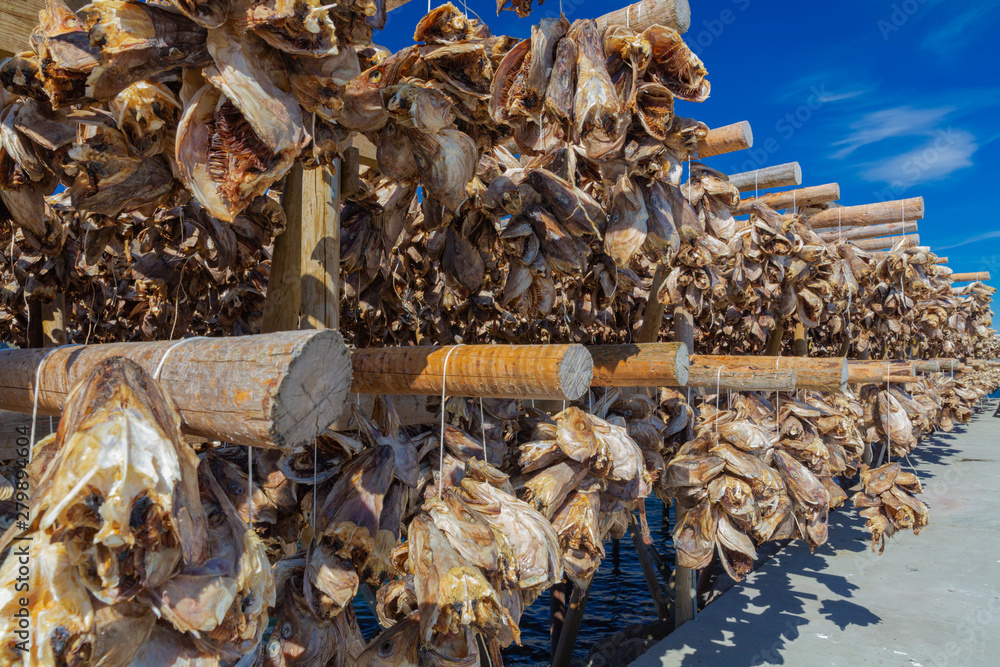 Cod Fish Drying Rack Traditional Drying cod heads drying on traditional wooden racks in ...