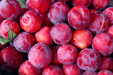Wall Mural - Organic red plums fruit in local farmers market.