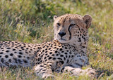 Fototapeta Sawanna - Male Cheetah at Rest