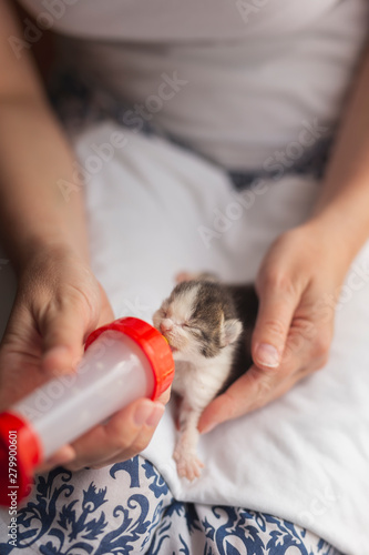 Woman Bottle Feeding Kitten Buy This Stock Photo And Explore