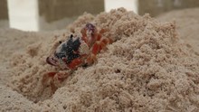 Red Crab Dig A Sand Burrow Stock Photo