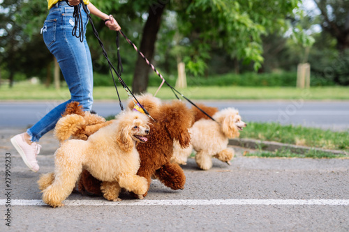 blonde miniature poodle
