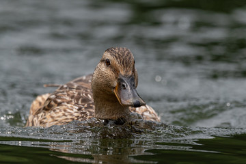 Wall Mural - Female Mallard