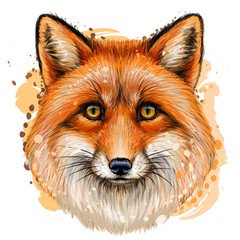 Wall Mural - fox. sketchy, color portrait of fox with red fur on a white background with a spray of watercolor