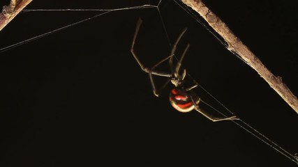 Black widow
