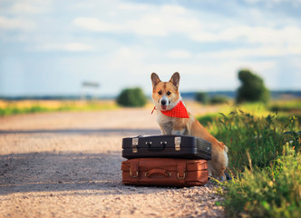 Wall Mural - traveler puppy red dog Corgi sits on the road on old suitcases waiting for passing transport on a hot summer day